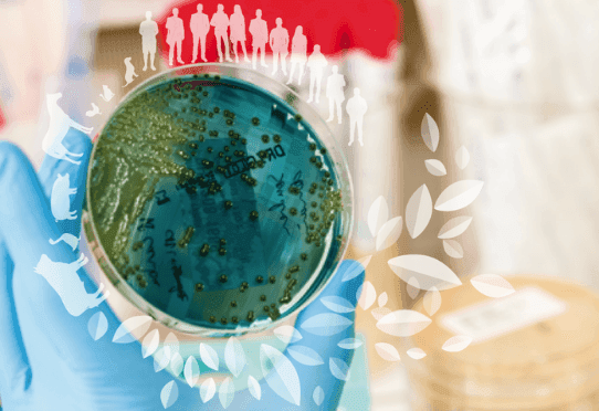 Description de l'image